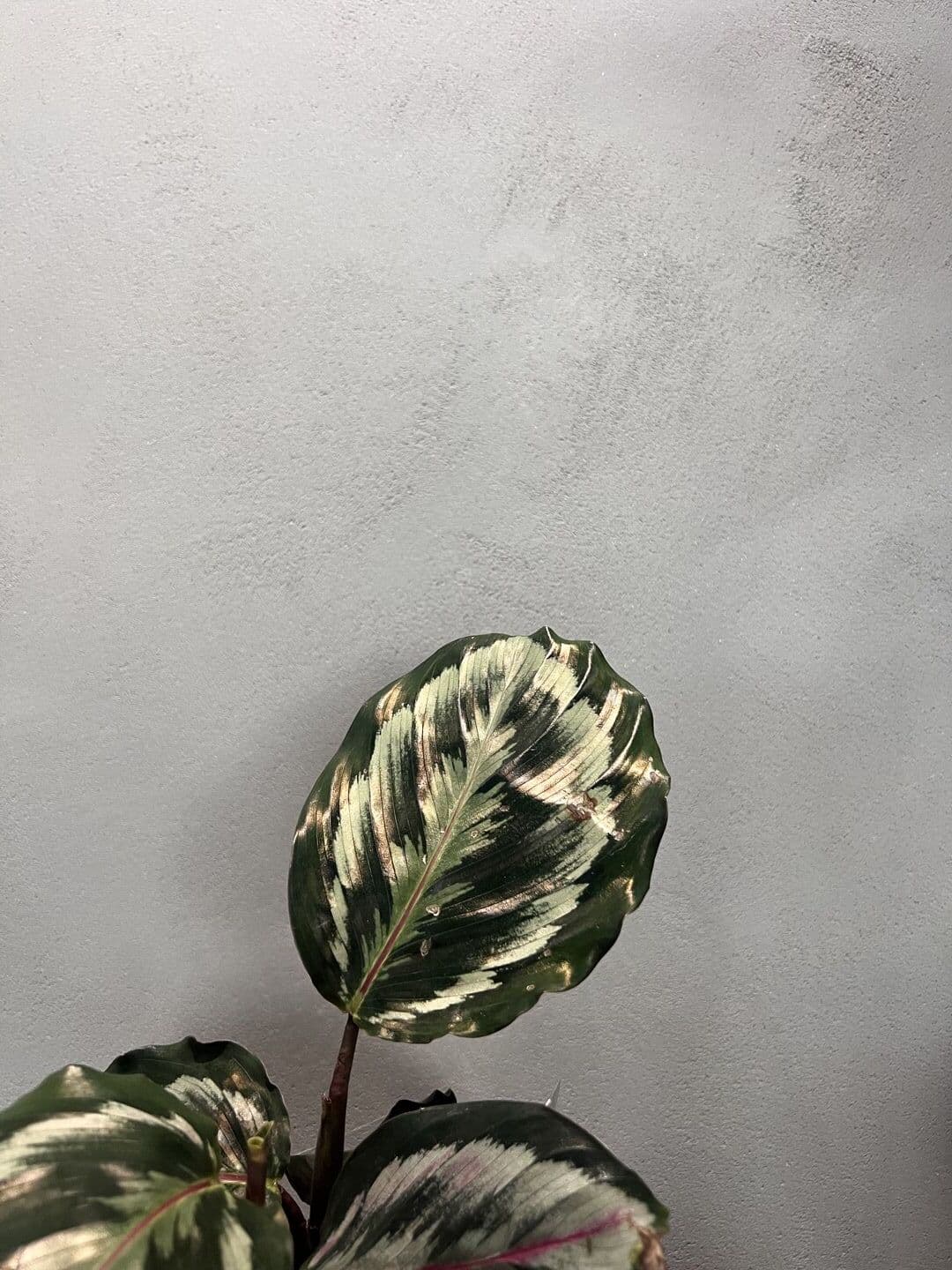 Smooth plaster wall texture with tropical plant